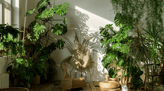 The Benefits of Greenery: How Houseplants Improve Your Health and Well-being