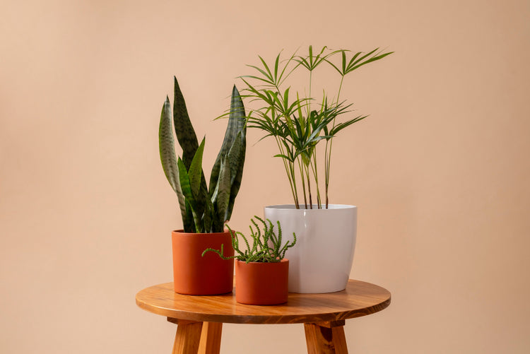 House Plants