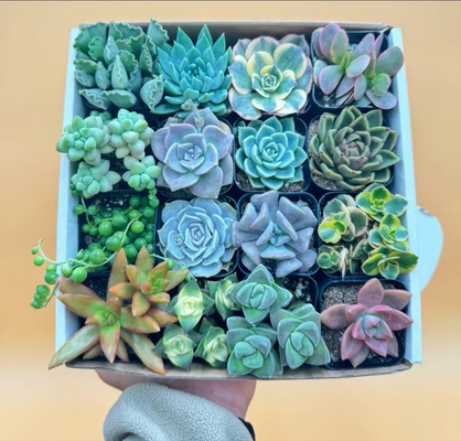Live Succulent Gift Box, 16 Assorted Succulents in White Gift box, Colorful Succulents, Packed with Variety, Live Plants