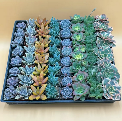Bulk 64 Live Succulents, 8 Succulent Varieties, Hand-Picked Wholesale Succulents, Colorful Healthy Happy Plants