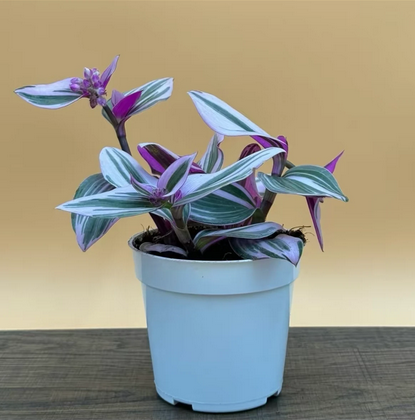 Tradescantia Nanouk Live Plant, Indoor Houseplant, Multi-Colored