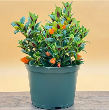 Goldfish Live Houseplant, Live Flowering Houseplant, Easy to care for