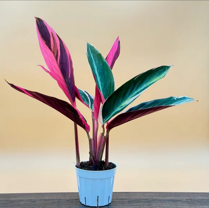 Triostar stromanthe Live Houseplant, Colorful Houseplant, Indoor Live Plant