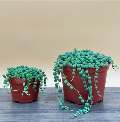 String of Pearls Live Succulent, Hanging Succulent, Full in Pot