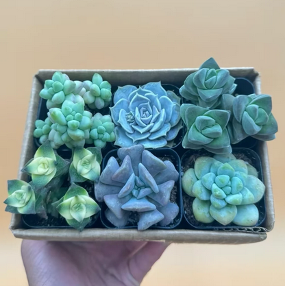 Colorful Live Succulents 6-Pack, Succulent Assortment, Hand Picked