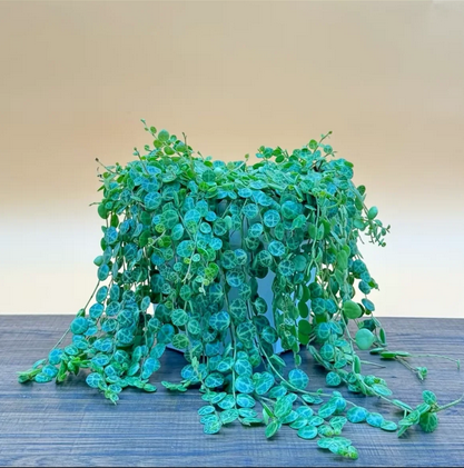 String of Turtles Live Plant, Trailing Plant, String Succulent