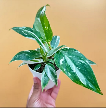 Philodendron White Wizard Live Houseplant, Variegated Petals