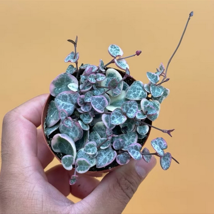 Variegated String Of Hearts Live Succulent, Cute Mini Pot of Variegated String of Hearts