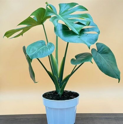 Monstera Deliciosa Live Plant, Swiss Cheese Houseplant, Tropical Monstera, Ships with Split Leaves