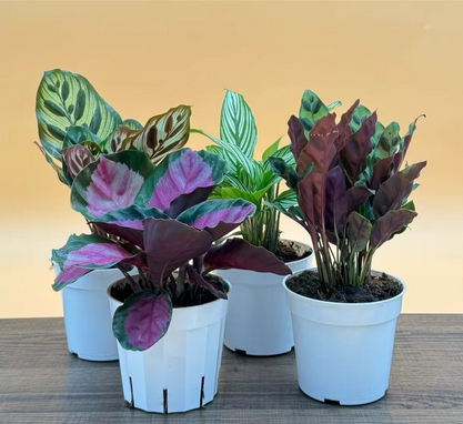 Calathea Combo 4-Pack Live Houseplants, Growers Choice Calathea Bundle, 4 Live Plants, Houseplant Variety Pack, Perfect for Home Decor
