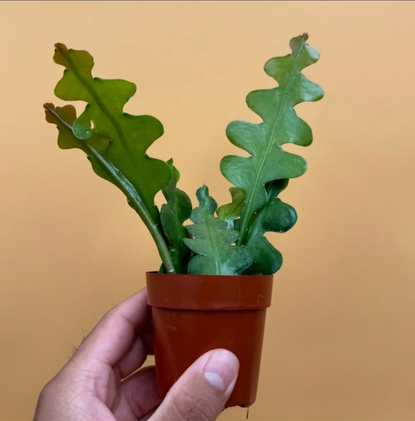 Fishbone Cactus, Non-Pokey Cactus, Zig-Zag Growing Cactus, Perfect for Home Decor