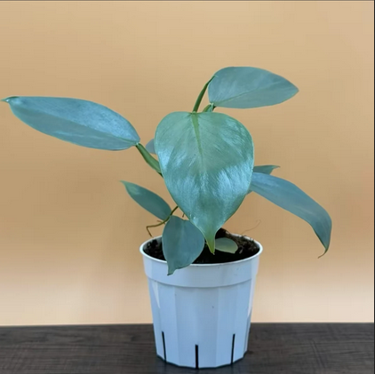 Philodendron Silver Sword Live Plant, Indoor Houseplant
