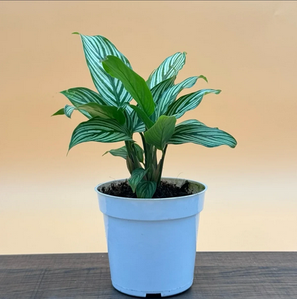 Calathea Vitatta Live Houseplant, Brushstroke Calathea Live Plant