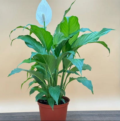 Peace Lily Live Houseplant, Perfect for Home Decor, Easy to Care For, Low Maintenance