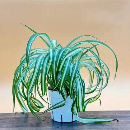 Curly Spider Plant, Low Maintenance House Plant