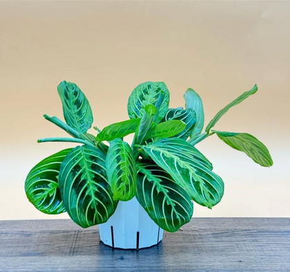 Lemon Lime Maranta Live Prayer Plant, Indoor Houseplant, Low Maintenance
