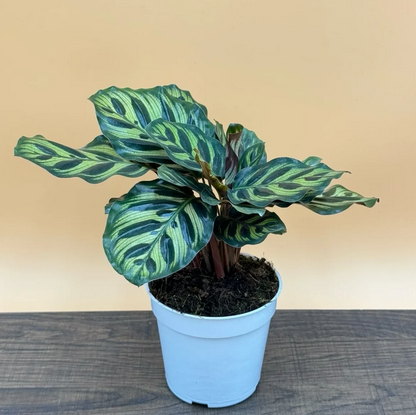 Calathea Peacock Live Plant, Colorful Calathea Live Houseplant, Low Maintenance