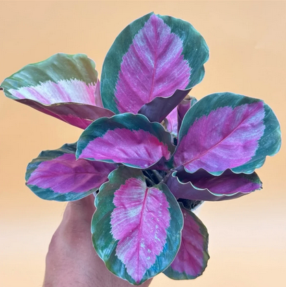 Calathea Painted Rose Live House Plant, Colorful Calathea Live Plant