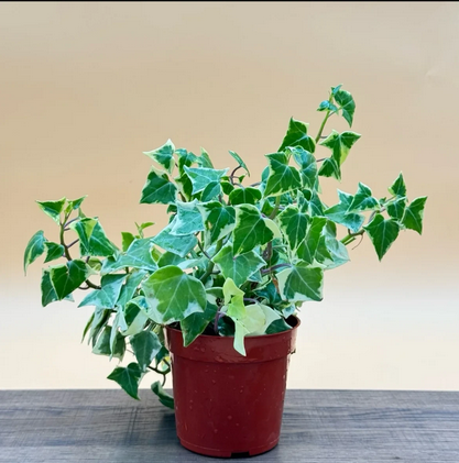 Variegated Wax Ivy Live Houseplant, Live Climbing Plant, Indoor Plant