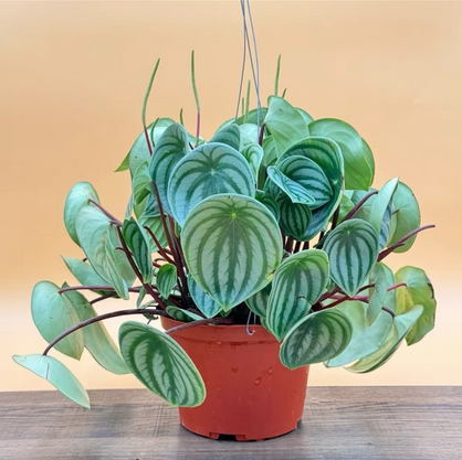 Pepperomia Watermelon Live Houseplant, Easy to Care for Live Plant
