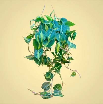 Huge Philodendron Brasil Live Houseplant, Hanging Houseplant