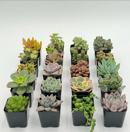 Live Assorted Succulents, Unique Succulents Collection, 20 Live Succulents, Multiple Shapes, Colors, Textures