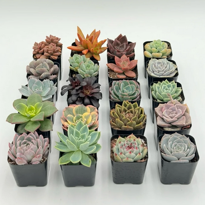 Live Rose Shaped Succulents 20- Pack,Variety Pack