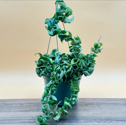 Hoya Compacta Hindu Rope Live Plant
