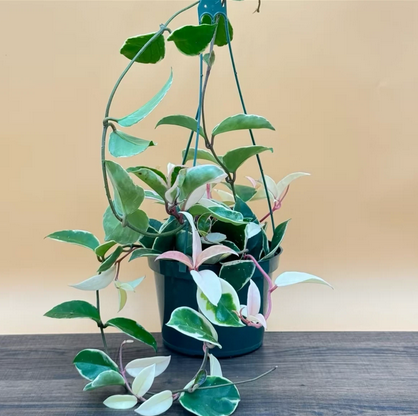 RARE Hoya Krimson Queen Live Plant, Variegated Houseplant