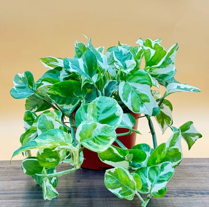 N‘Joy Pothos Live Houseplant, Easy to Care for Live Plant, Hanging House Plant