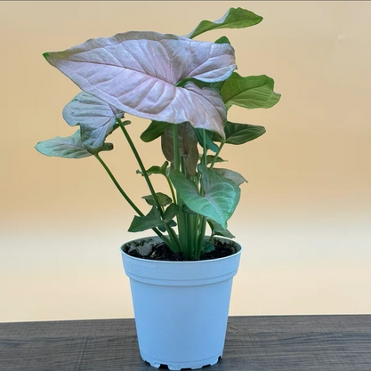 Syngonium Strawberry Live houseplant, Pink Petal Houseplant, Low Maintenance, Easy to Care For