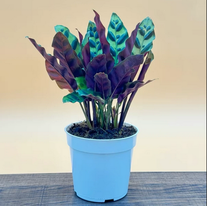 Calathea Rattlesnake Live House Plant, Colorful Calathea Live Plant, Perfect for home decor